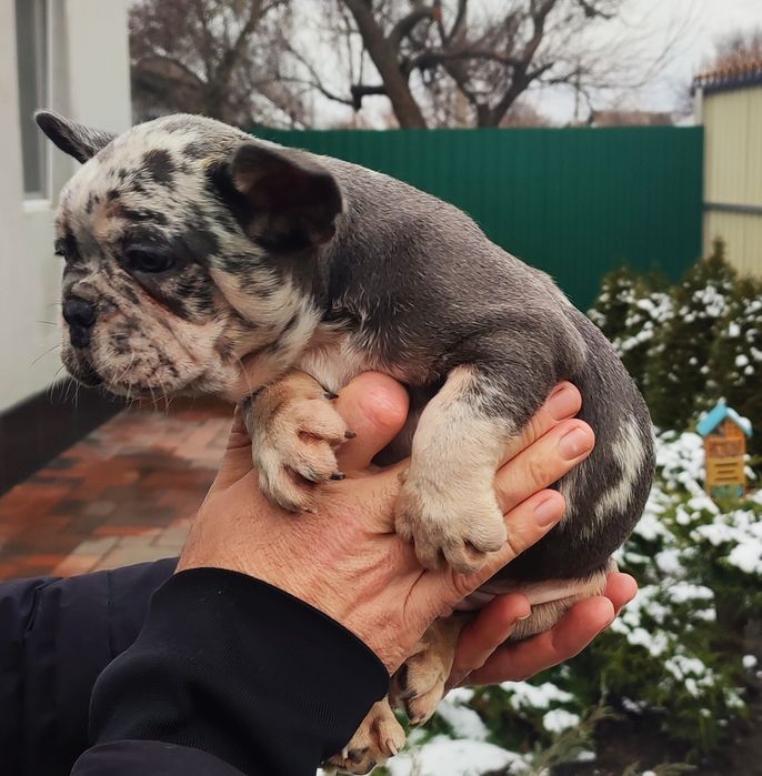 Вип мальчик голубой мерле