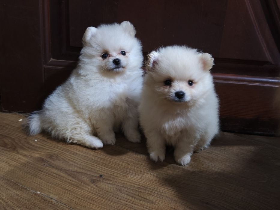 Шпиц, мальчик и девочка