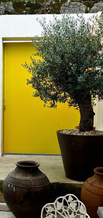 Lindas árvores à venda