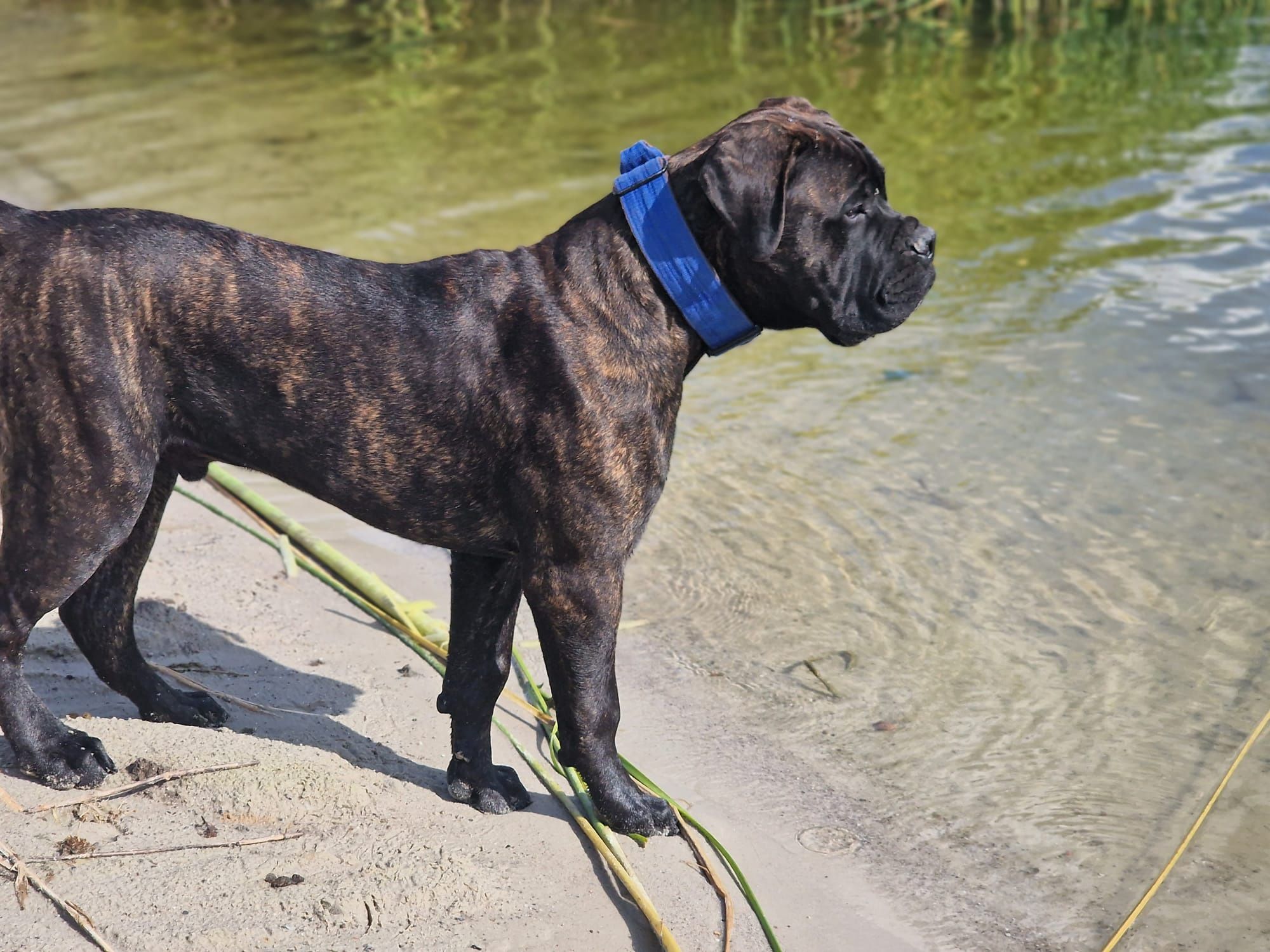 Szczenię Bullmastiff super rodowód FCI