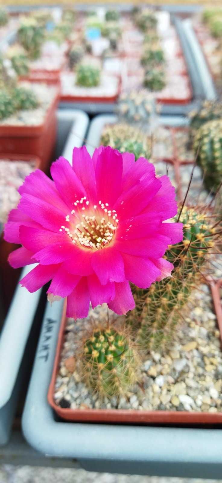 Кактус Lobivia echinata