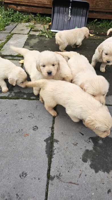 Golden Retriever szczeniak szczeniaki suczka