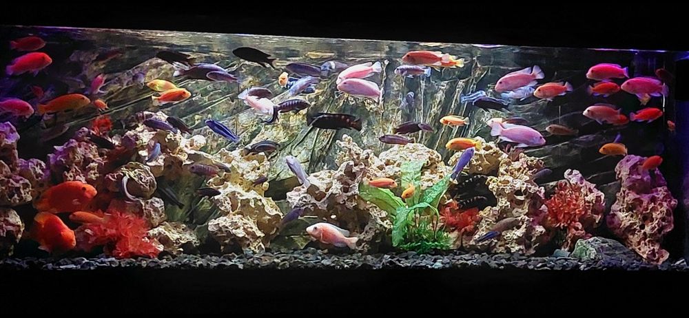 Pyszczaki stado ponad 100 szt zamiana napaletki