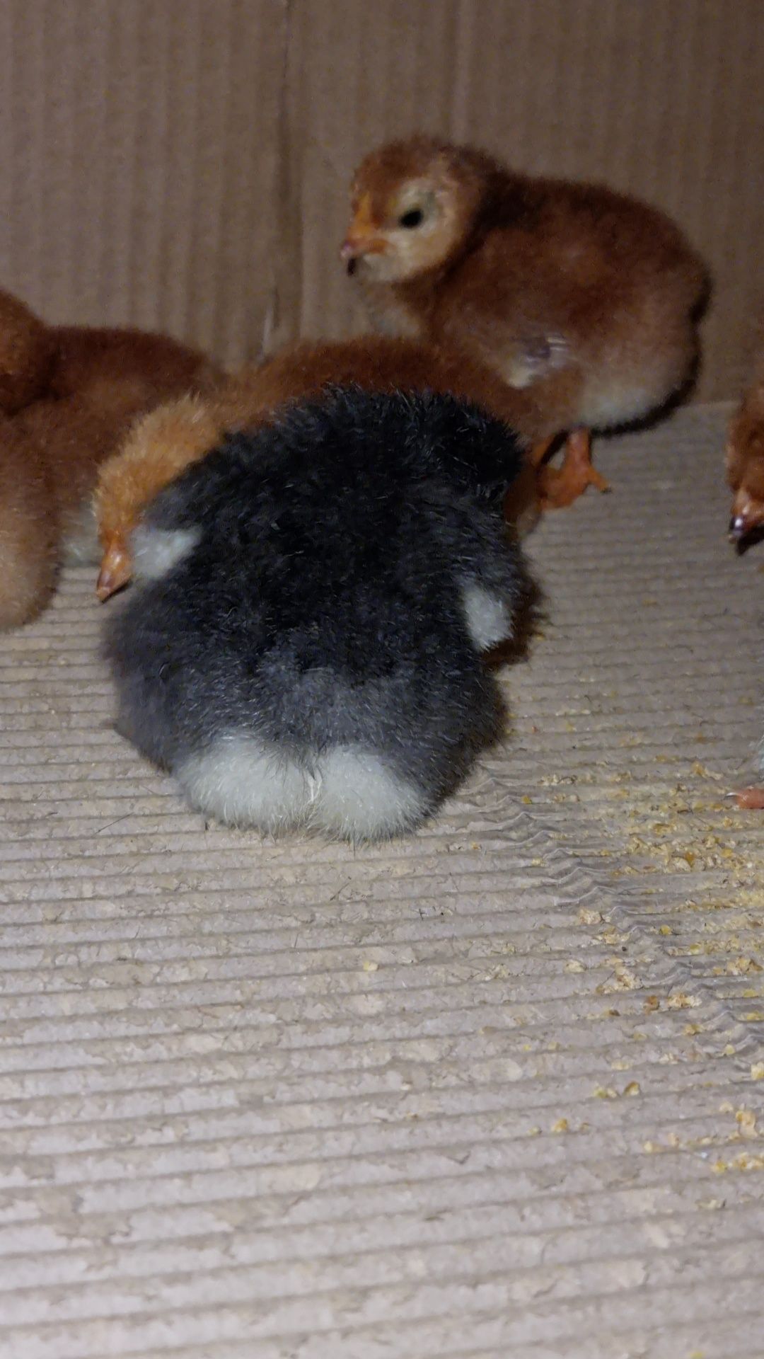 pintinhos rhode island red e marans