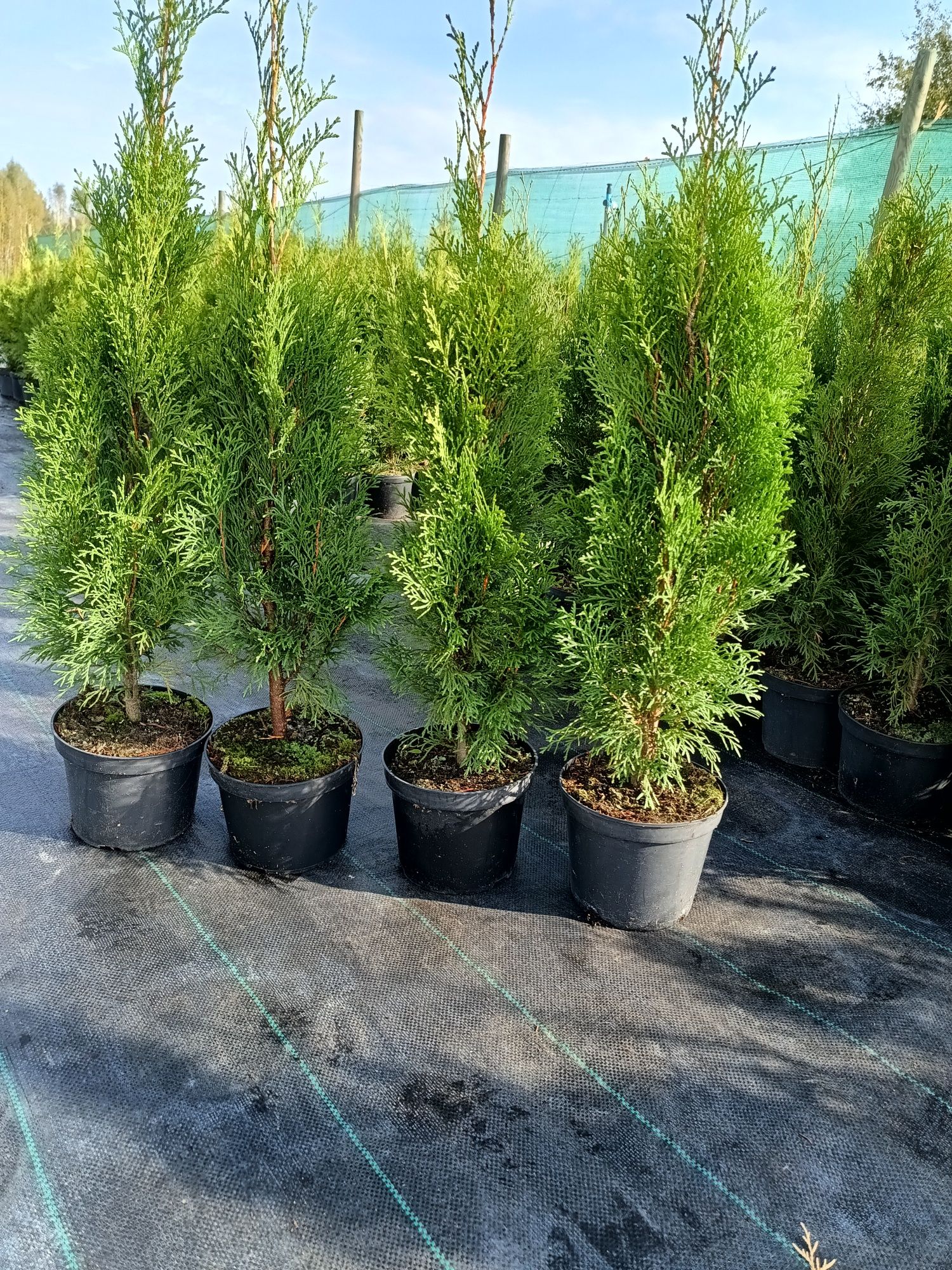 Tuja szmaragd 50 - 60cm