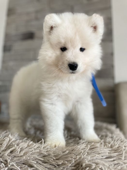 Samoyed, szczeniak, piesek, ZKwP