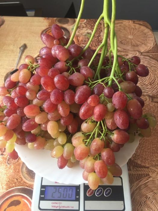 Саджанці винограду неукривні районовані сорти