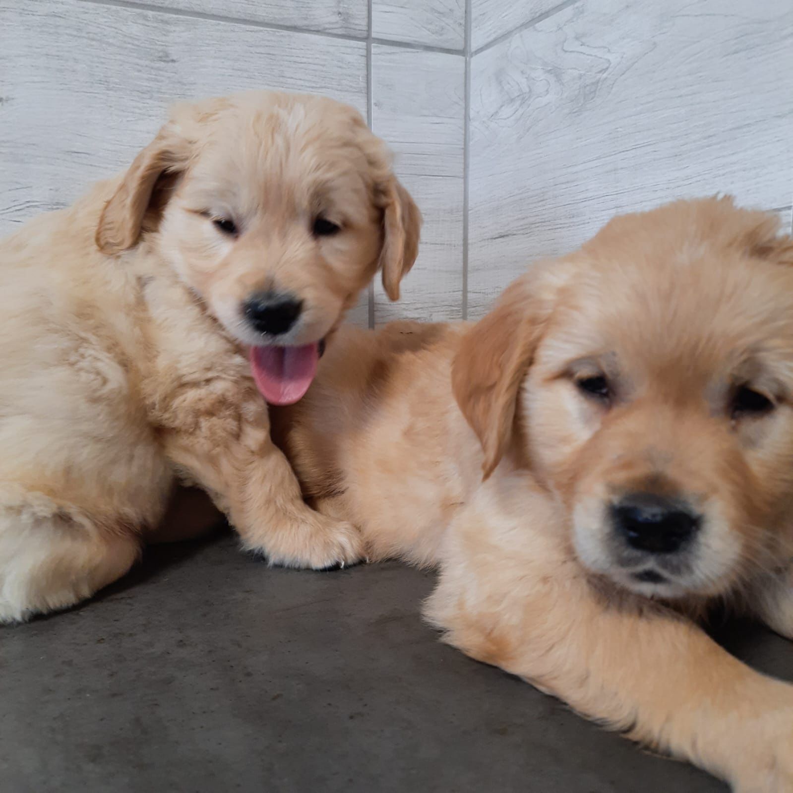 Golden Retriever Kremowo Złoty