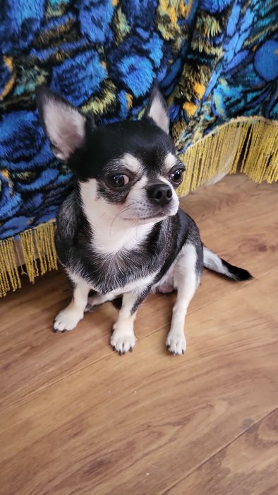 Породистый парень Чихуахуа  ищет невесту , вязка