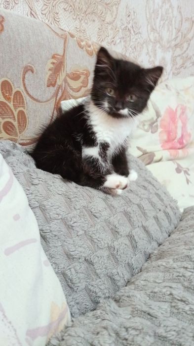 В добрые хорошие руки