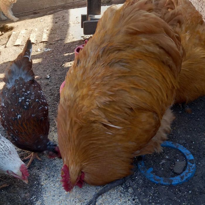 Продаю семью курей