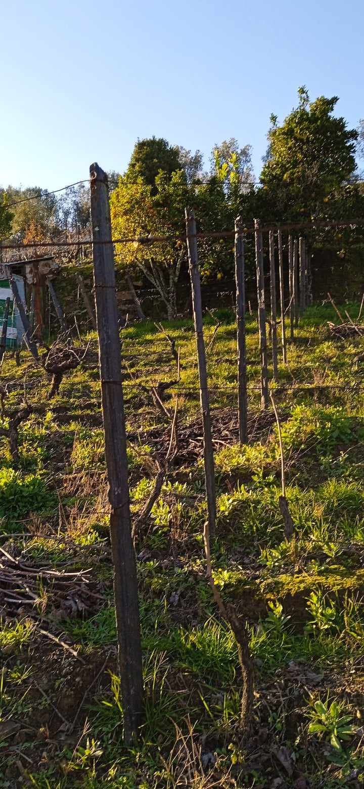 Pomar de fruta e vinhas