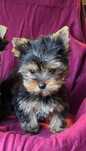 Piesek mini Yorkshire terrier