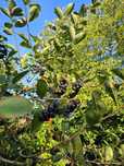 Świeża aronia na sprzedaż