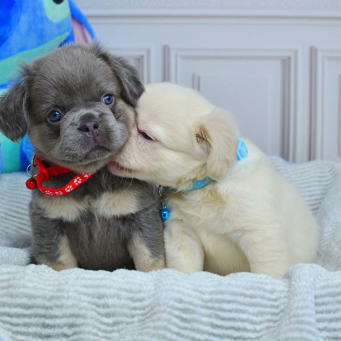 Неймовірні малюки у пошуках люблячих родин!!!