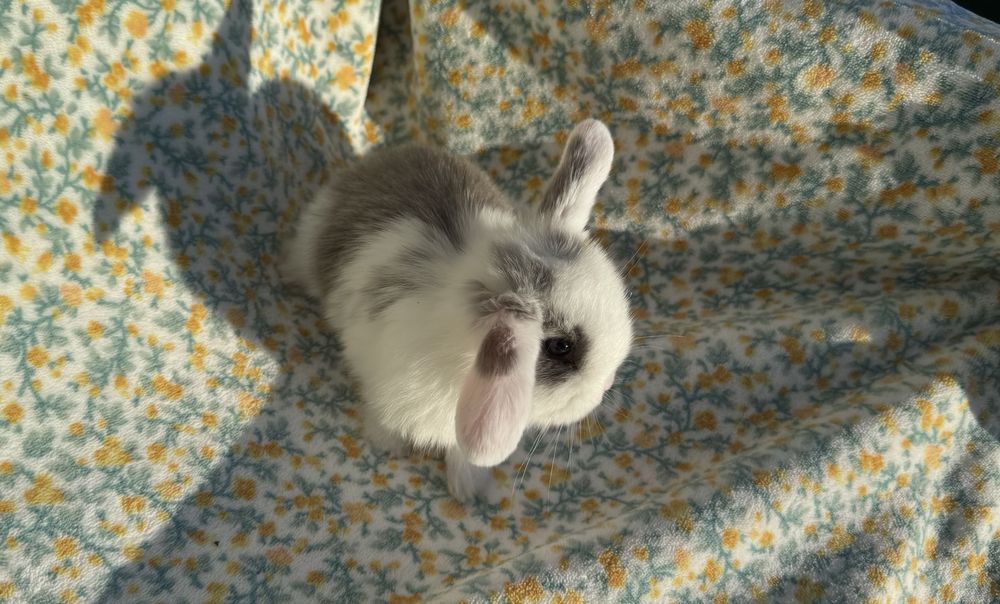 Mini Lop Króliczki Miniaturowe
