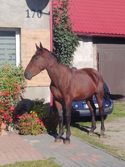 Ogierek śląski Lunar