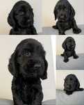 Suczka cocker spaniel angielski czarna