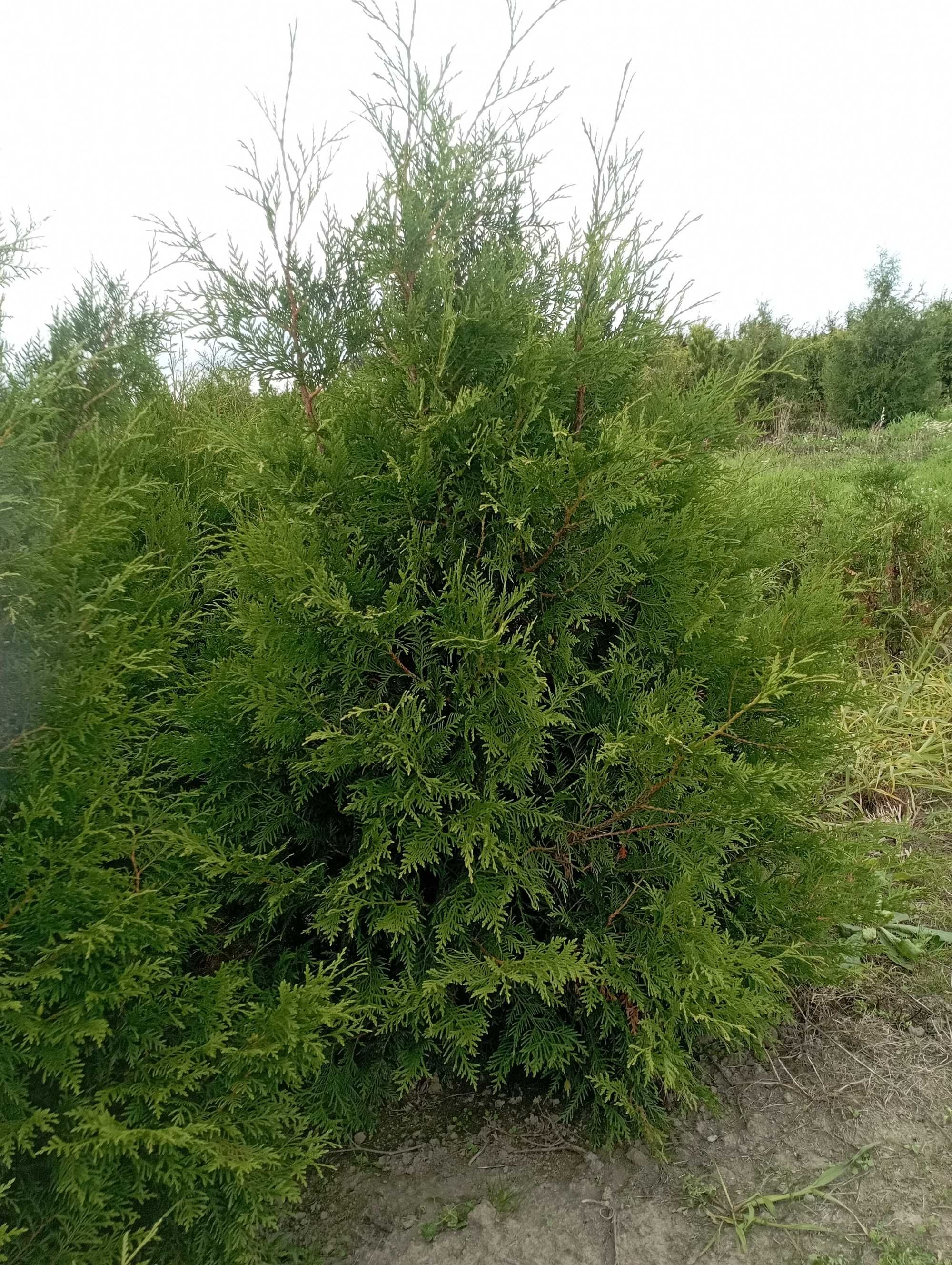 Duże tuje 170-180 cm brabant dowóz