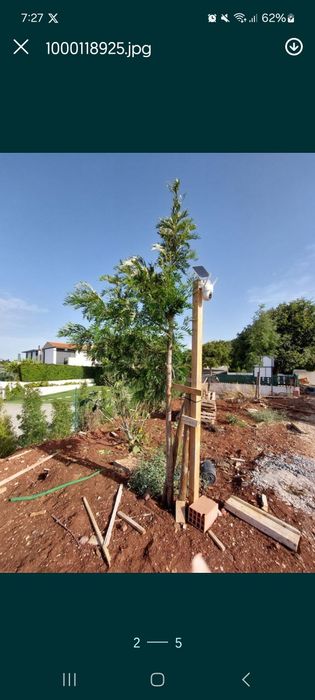 Pinheiros de 4 mt de altura