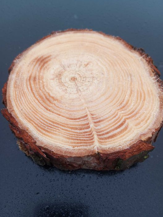 Plaster sosnowy krążek 10-15 cm gr 2cm