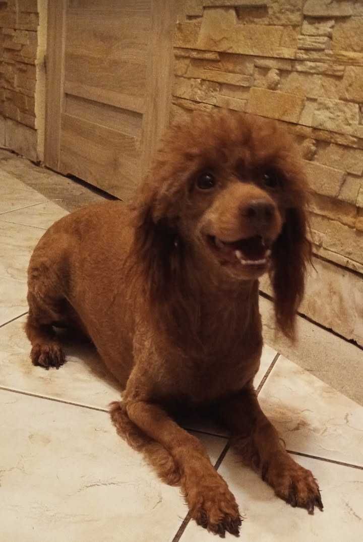 Pudel red dorosly
