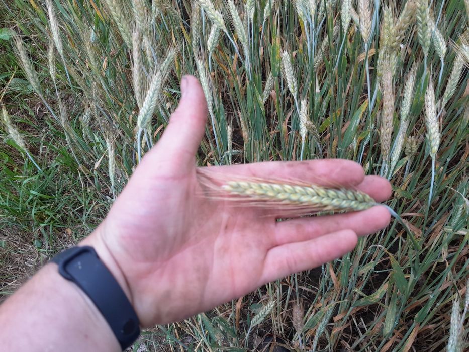 Pszenżyto ozime paszowe