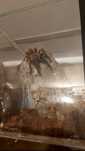 Samica psalmopoeus victori 5,5dc