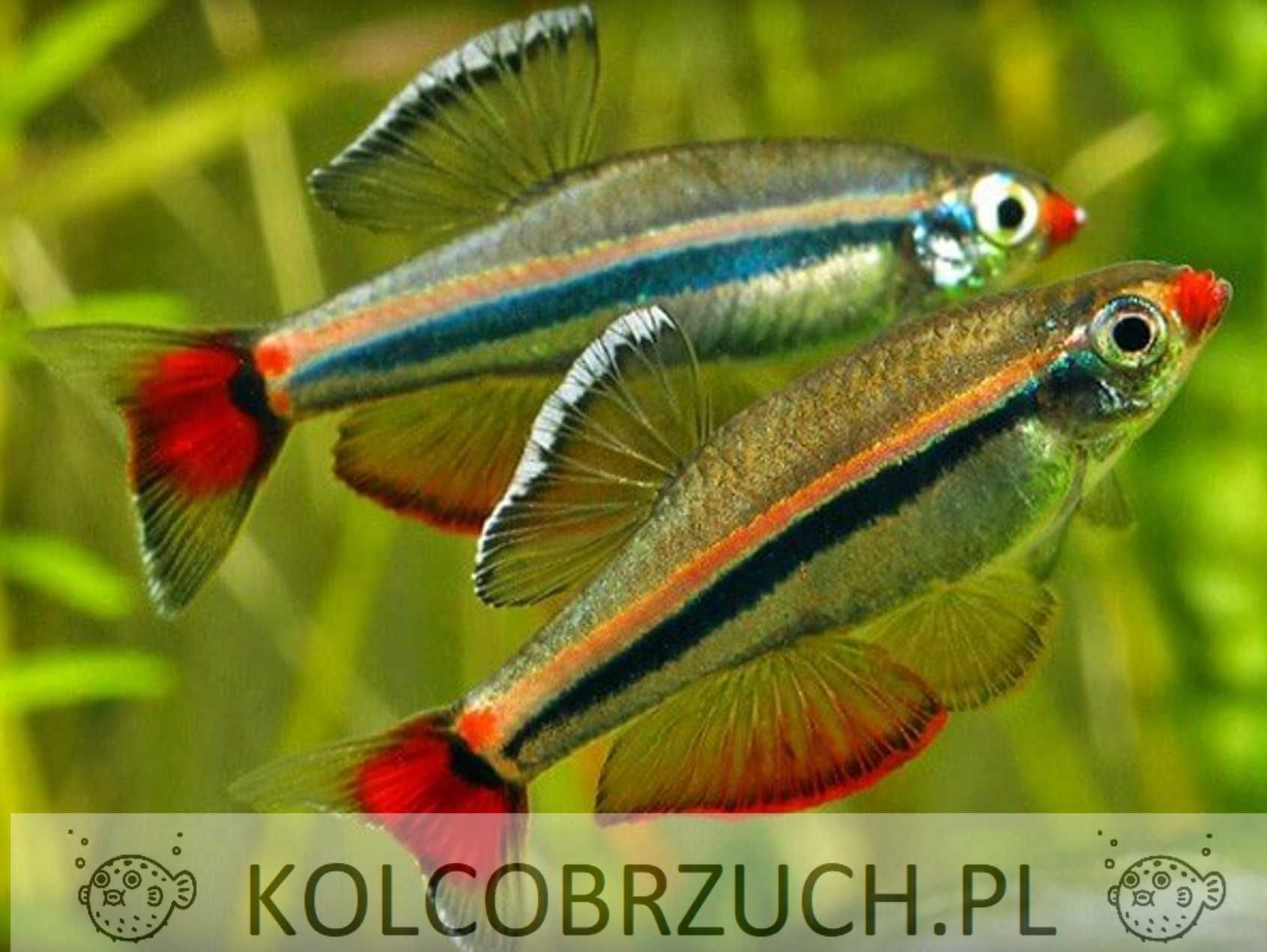 Kardynałek wietnamski - Tanichthys micagemmae - dowóz, wysyłka