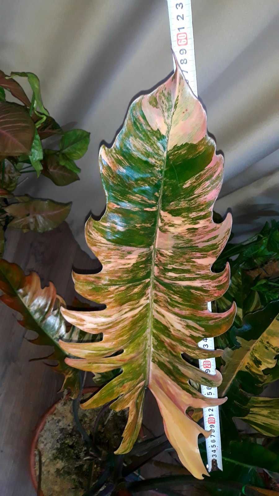 Филодендрон Карамель Марбл, Philodendron Caramel Marble(pink)