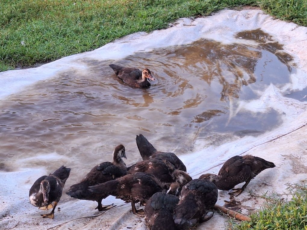 Patos mudos novos