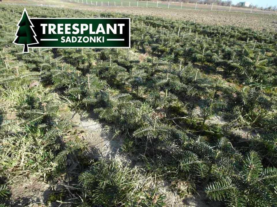 RZESZÓW Jodła kaukska 4,5 letnia sadzonki jodły świerk srebrny serbski