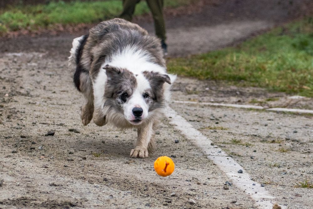 Border collie Zkwp - Wrocław zapowiedz miotu