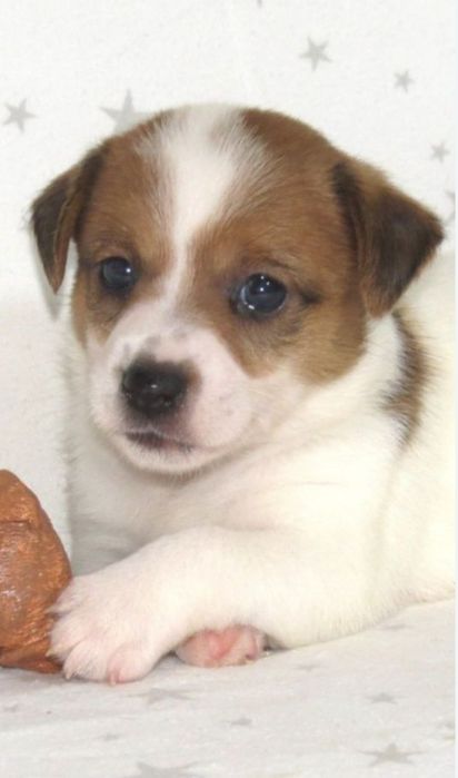 Джек Рассел тер'єр з документами клубу КСУ