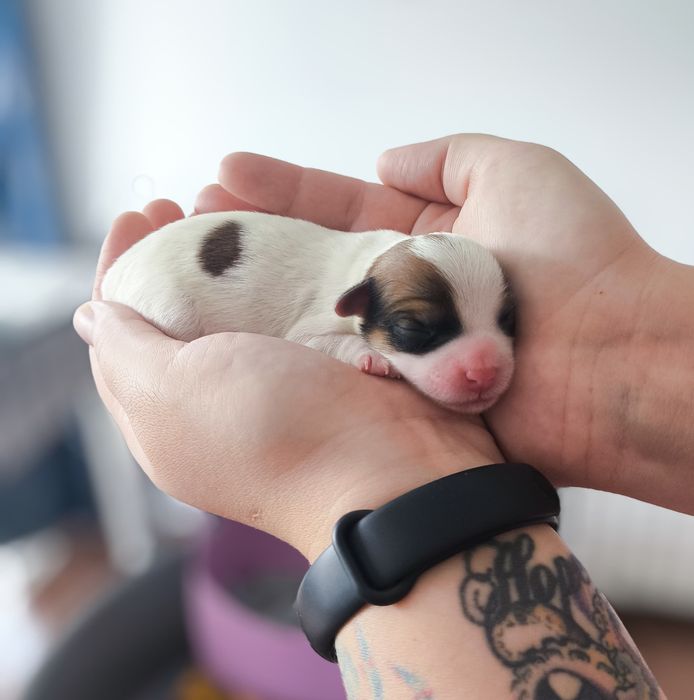Jack Russel Terrier FCI  suczki dziewczynki