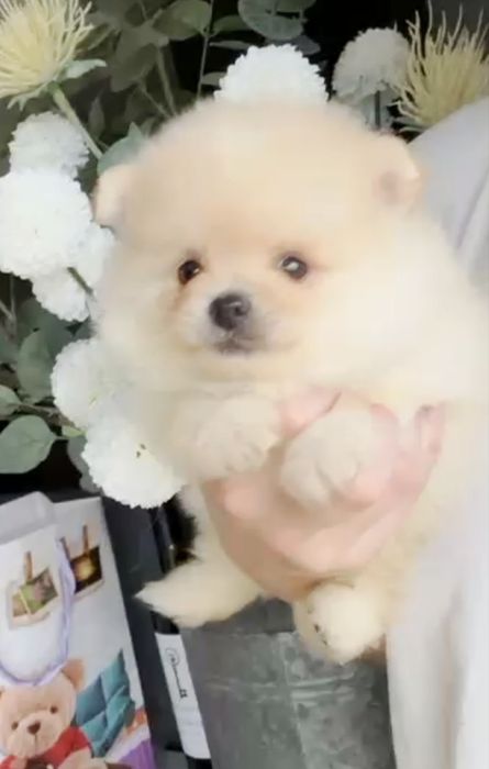 Spitz Anão/ Lulu da Pomerânia  Russo . Mini.. Lop e Afixo Pedigree.Lop