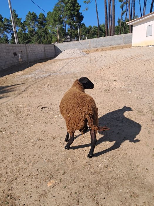 Carneiro  merino