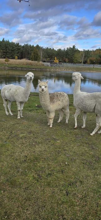Sprzedam samce alpaka