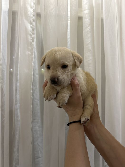 Отдам щенят  в хорошие руки