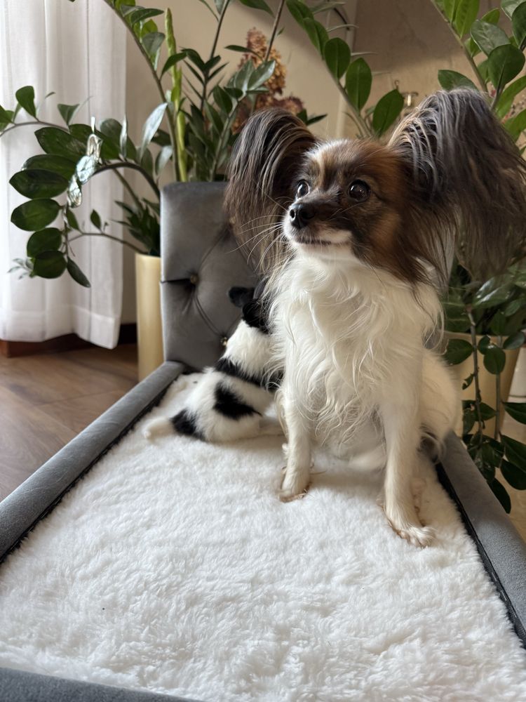 Papillon szczeniak piesek - Spaniel kontynentalny miniaturowy