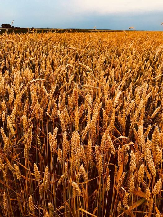 Продам пшению ціна 8.5