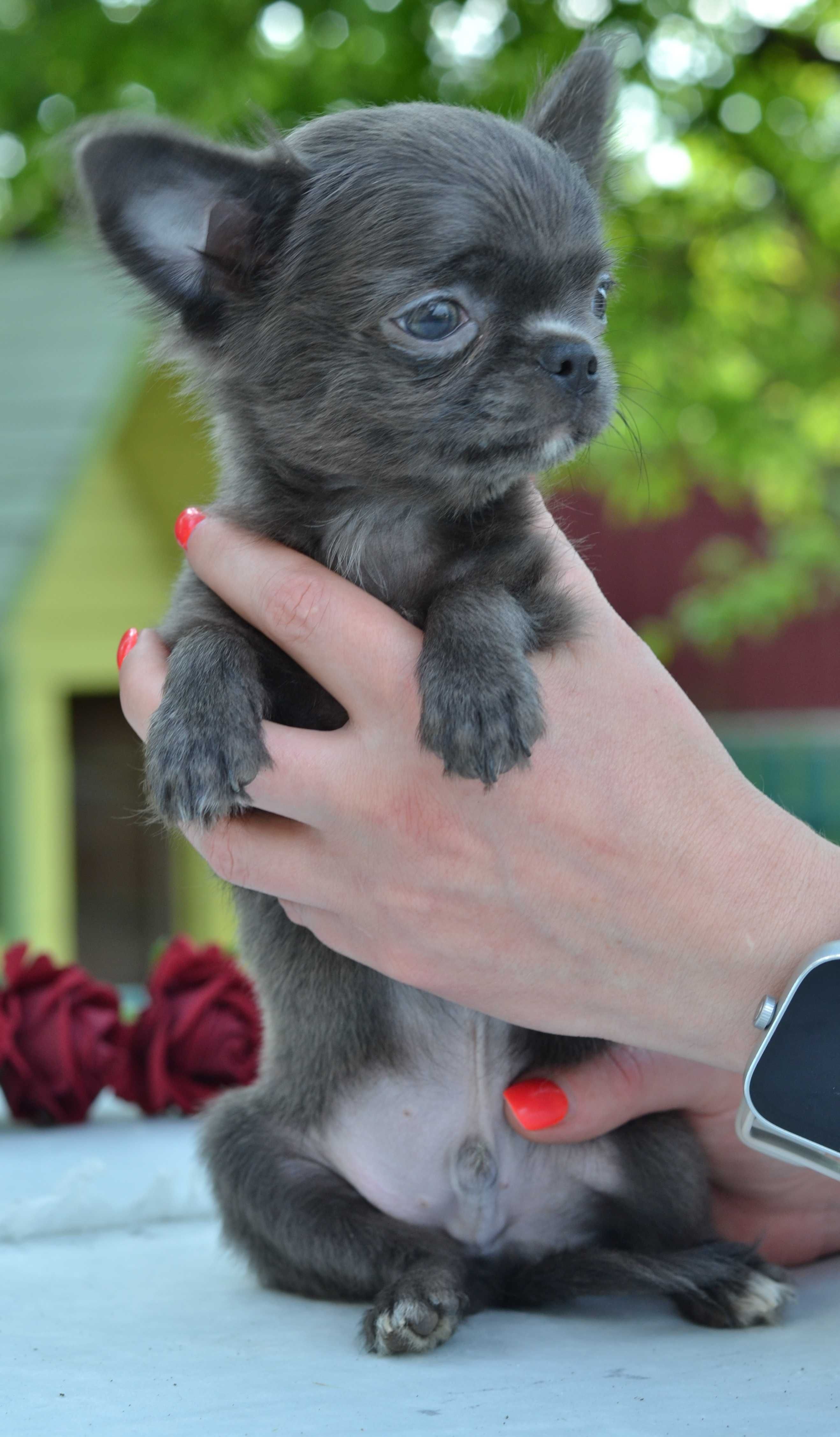 chłopiec chihuahua