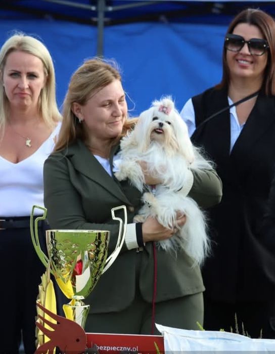 Śliczna sunia maltanczyk