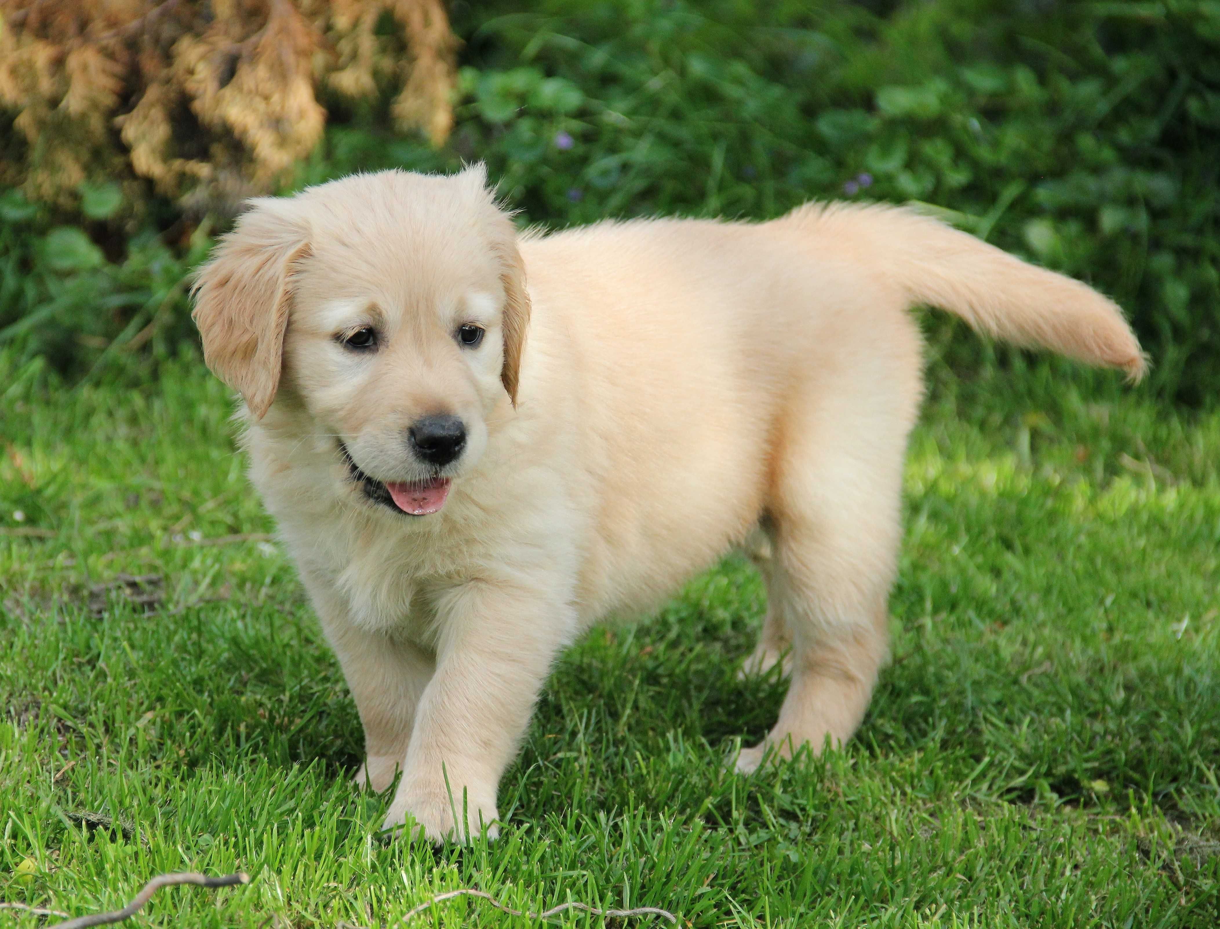 Golden Retriever szczeniak chłopak