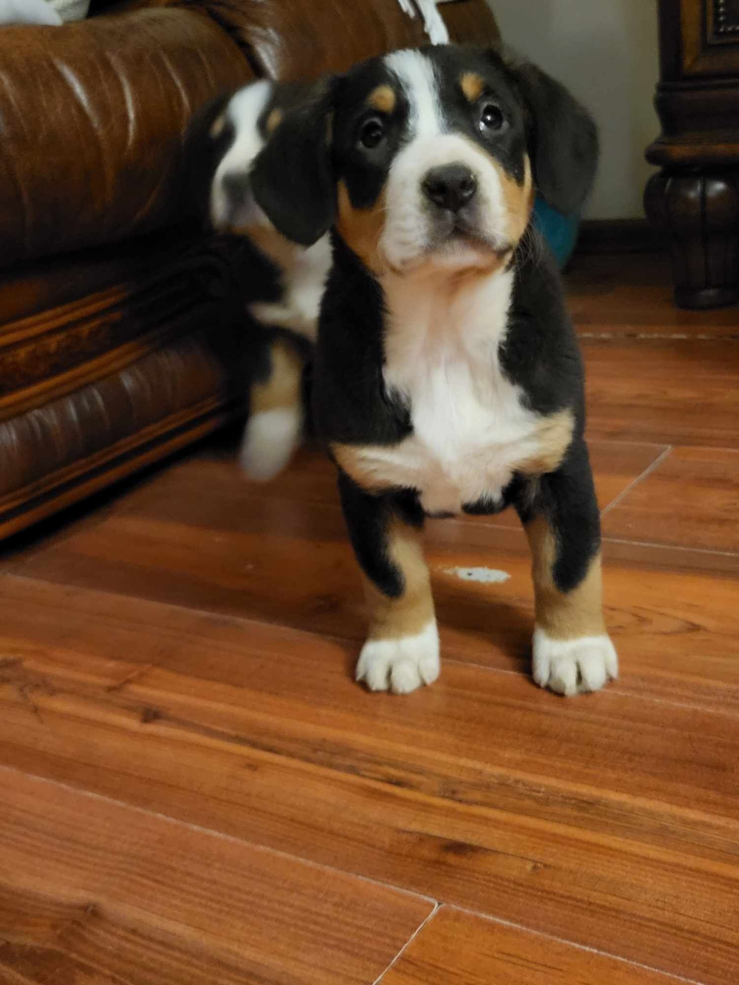 Entlebucher Sennenchund FCI