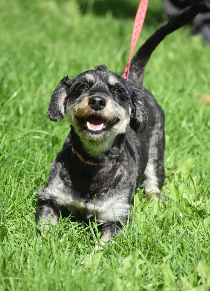 Emma w typie Jamnika do adopcji