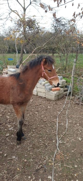 Sprzedam kuce walijskie- redukcja stada