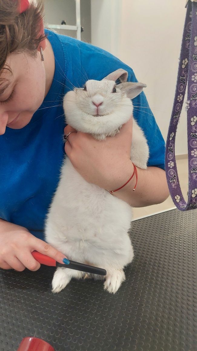 Крольчиха, около 2 лет