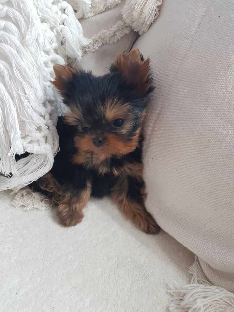 Yorkshire Terrier suczka FCI