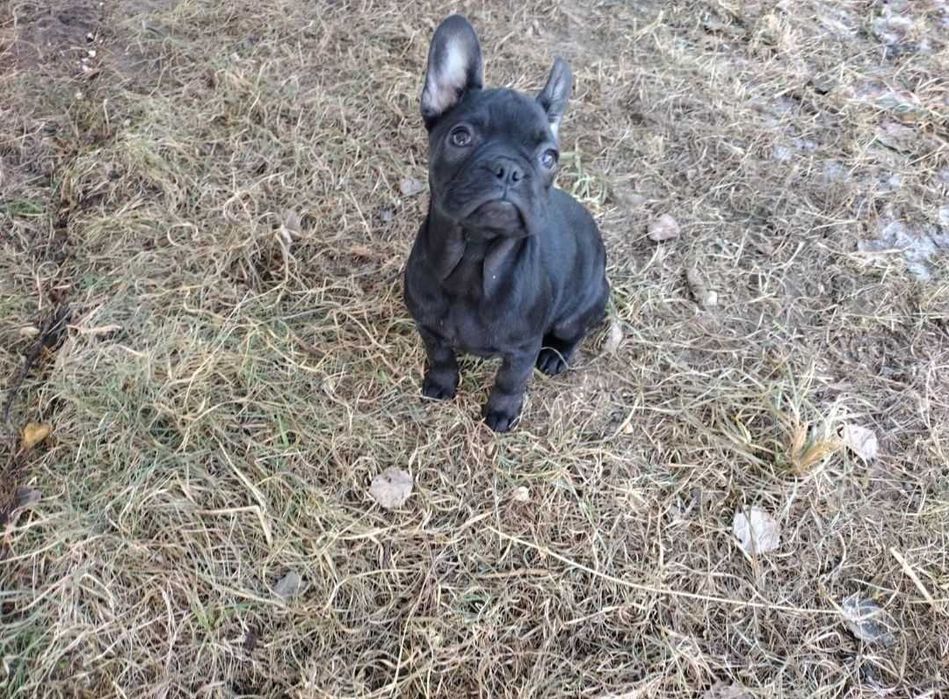 Дівчинка французского бульдога щеня шукає своїх батьків